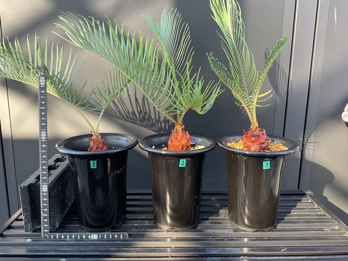 サイカス・コッシアーナ　Cycas・couttsiana　② ソテツ　コーデックス　塊根植物　希少植物　赤肌 エンセファラルトス カイルンシアナ _画像8