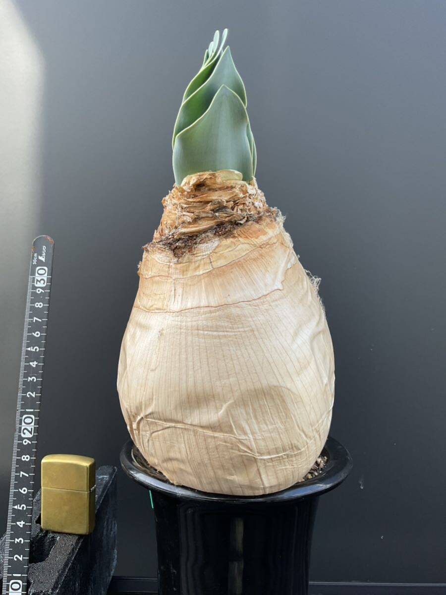b- fan fly man soites double head ⑤. root bulb south Africa bi The -ru plant 