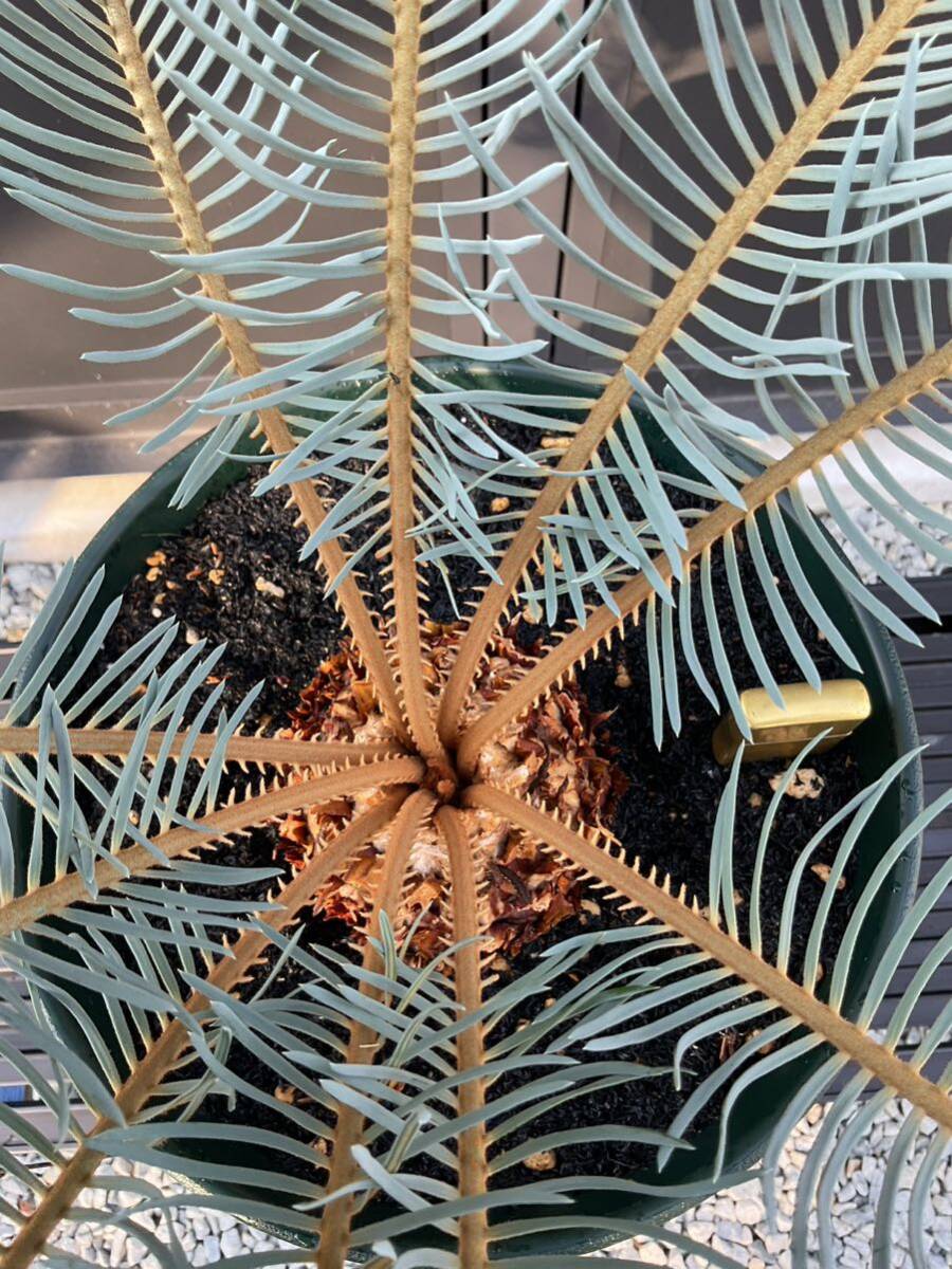 サイカス・カイルンシアナ Cycas・Cairnsiana ② ソテツ コーデックス 塊根植物 希少植物 赤肌 エンセファラルトス の画像8