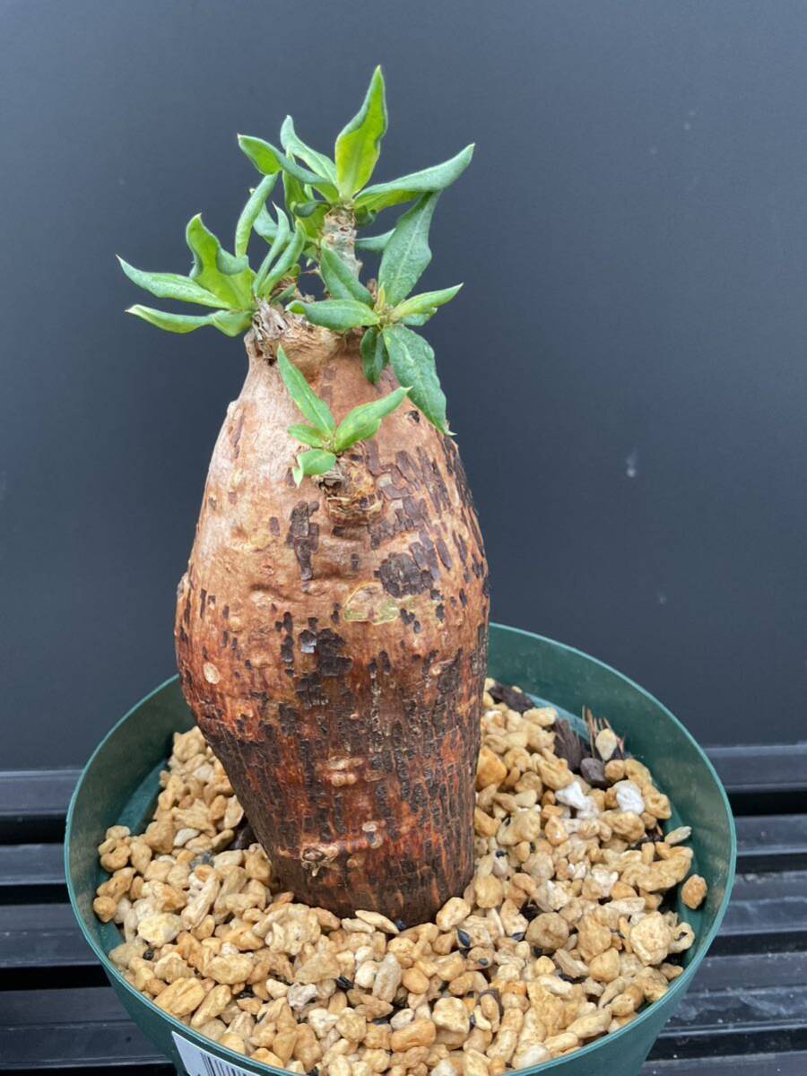 Pachypodium bispinosum - パキポディウム　ビスピノーサム　① 南アフリカ　塊根　怪奇植物　ビザールプランツ_画像7