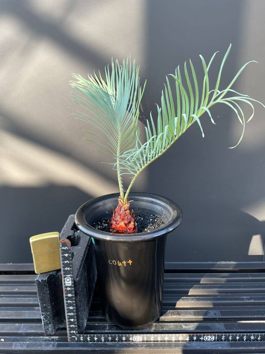 サイカス・コッシアーナ　Cycas・couttsiana　① ソテツ　コーデックス　塊根植物　希少植物　赤肌 エンセファラルトス カイルンシアナ _画像2