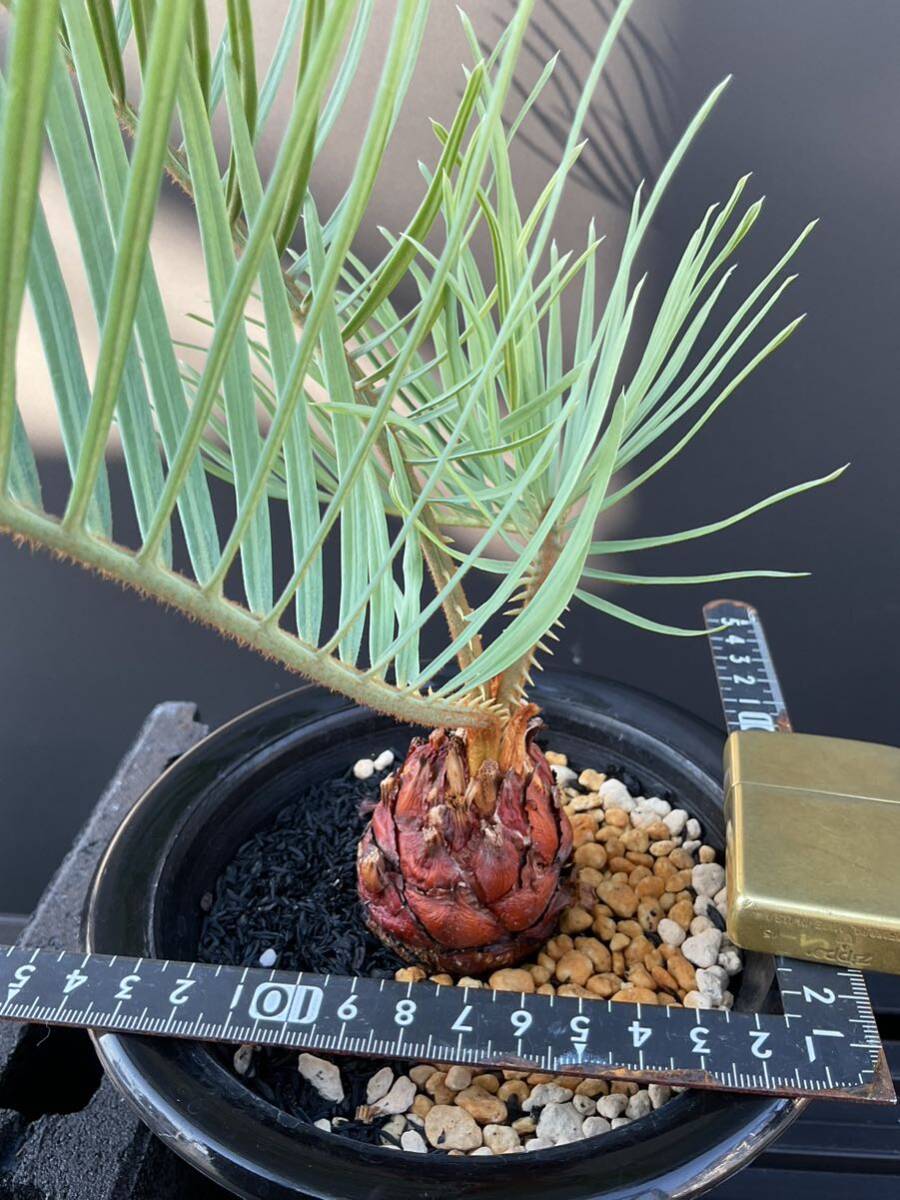 サイカス・コッシアーナ　Cycas・couttsiana　② ソテツ　コーデックス　塊根植物　希少植物　赤肌 エンセファラルトス カイルンシアナ _画像5