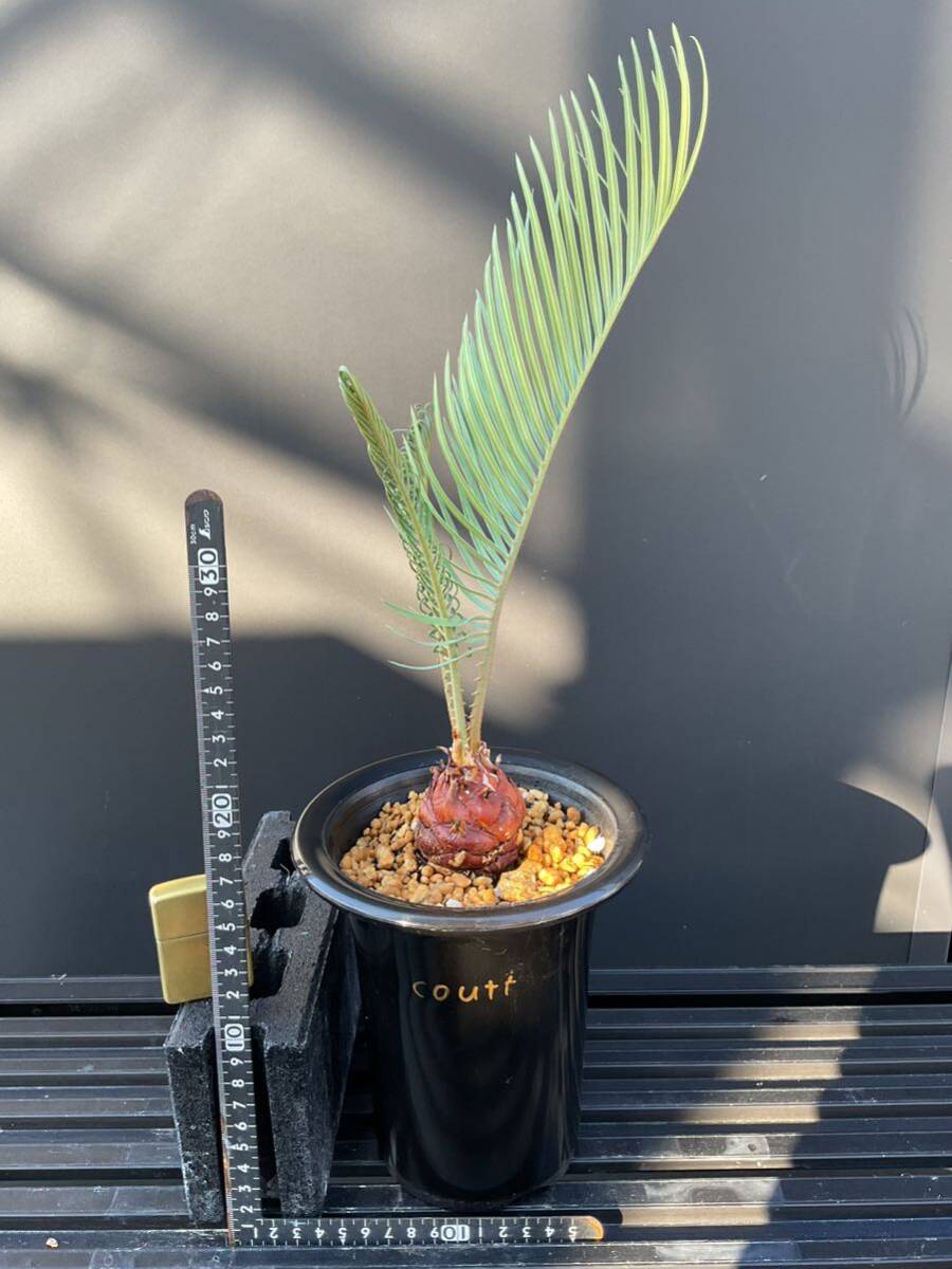 サイカス・コッシアーナ　Cycas・couttsiana　③ ソテツ　コーデックス　塊根植物　希少植物　赤肌 エンセファラルトス カイルンシアナ _画像2