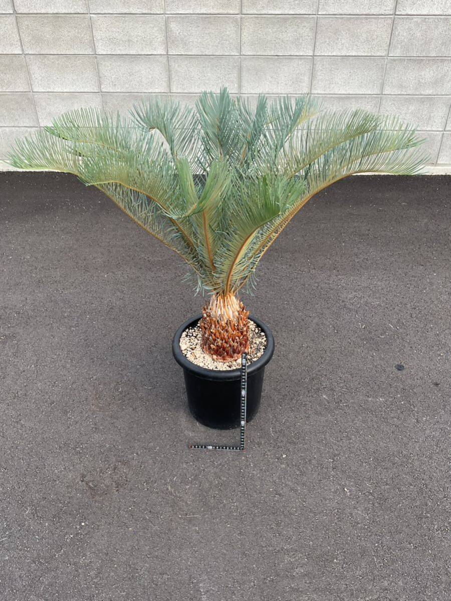 Yahoo!オークション - サイカス・カイルンシアナ Cycas Yahoo!オークション - サイカス・カイルンシアナ Cycas