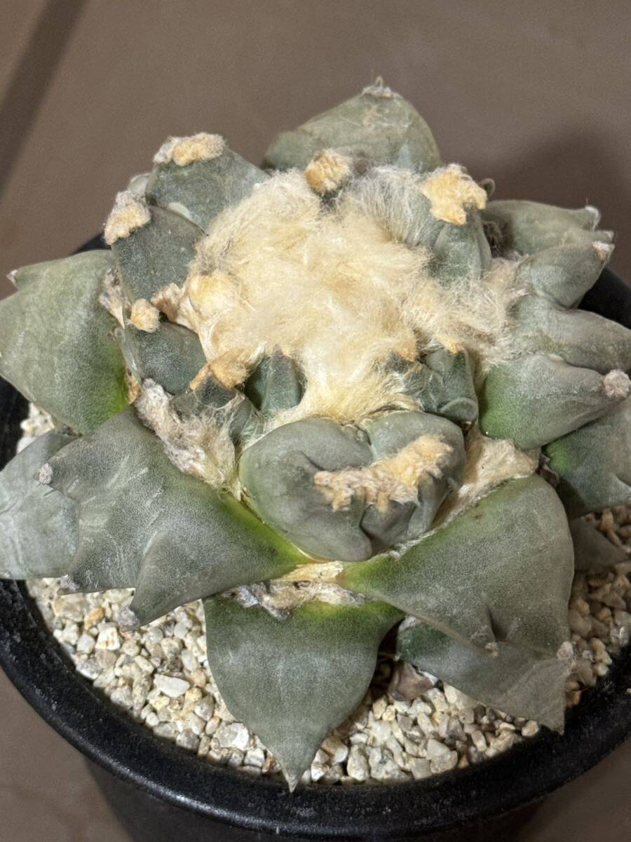  have oka Lupus three . celadon .. cactus succulent plant change .