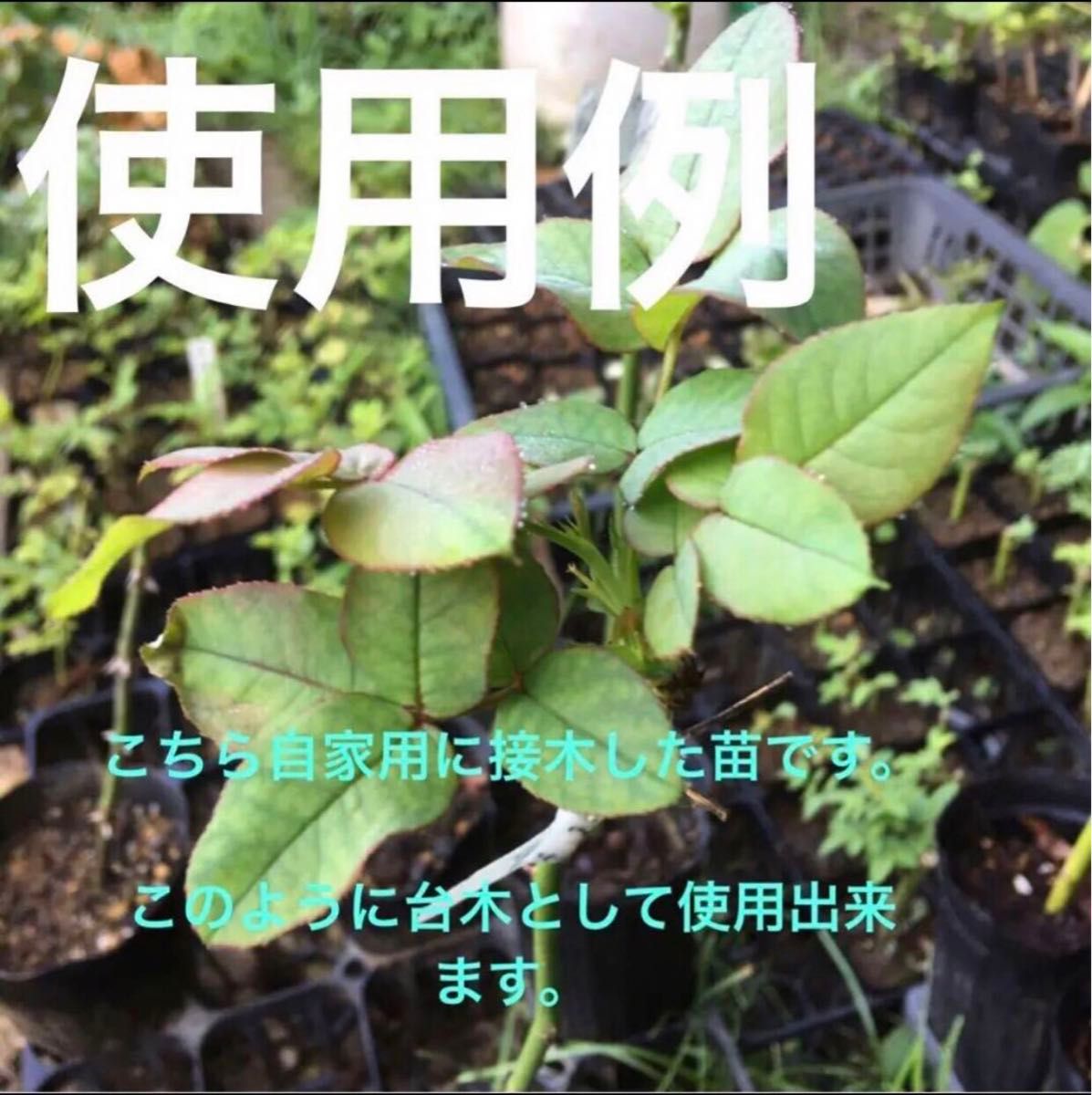 発根済み　天然トゲなしノイバラ　野薔薇　挿し木苗　チビ苗　　2本＋おまけ１本