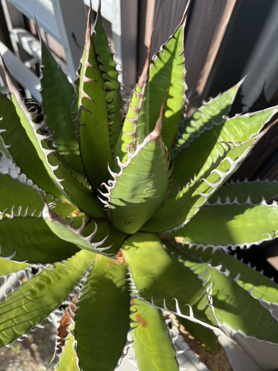 Agave Horrida ssp. horrida アガベホリダ 大株 コーデックス 塊根 オテロイ 多棘 うねり 親株 アガベチタノタ 多肉植物 幅最大40センチ_画像2