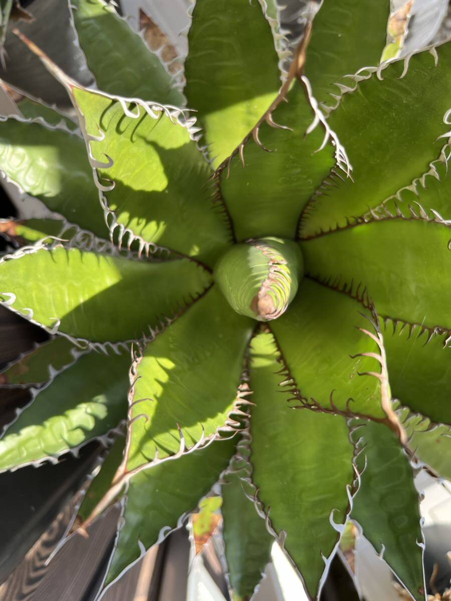 Agave Horrida ssp. horrida アガベホリダ 大株 コーデックス 塊根 オテロイ 多棘 うねり 親株 アガベチタノタ 多肉植物 幅最大40センチ_画像5