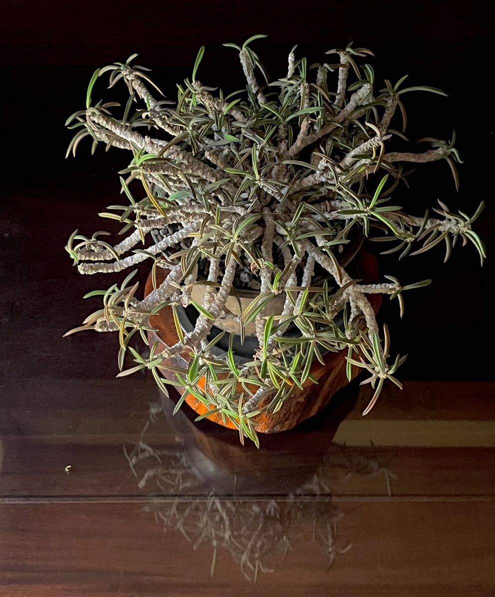 Euphorbia cylindrifolia ユーフォルビア キリンドリフォリア 筒葉ちび花キリン レア種 大株 コーデックス 珍奇 放射状 良型 マダガスカル_画像2