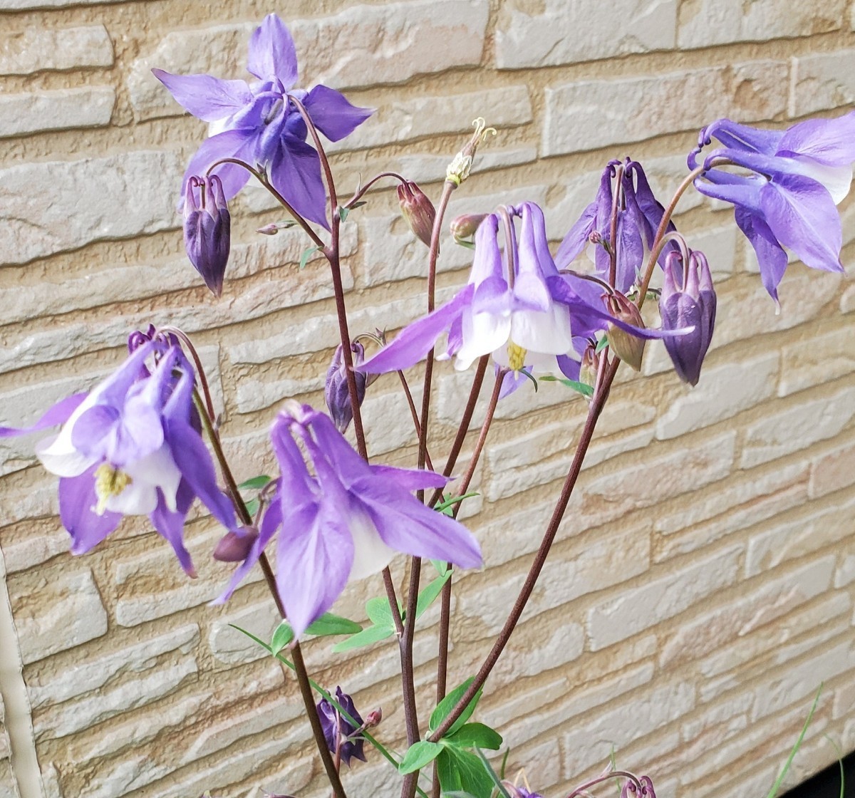 オダマキ 種 30粒 明るい 紫に白 2023 5月採取 同梱歓迎の画像2