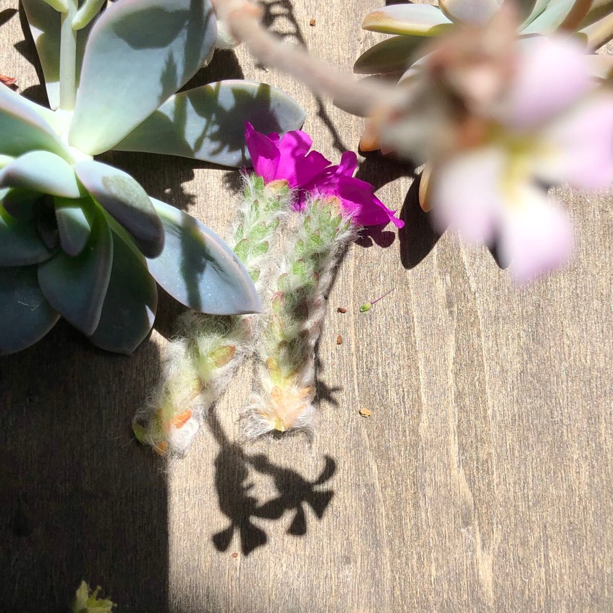 ◆訳有り◆花芽整理ついでの剪定◆セダムその他◇写真全てカット苗セット◇花芽大会