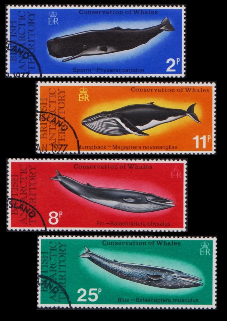 cκ874y2-8B2　英領南極1977年　マッコウクジラなどクジラ保護・4枚完　使用済_画像1
