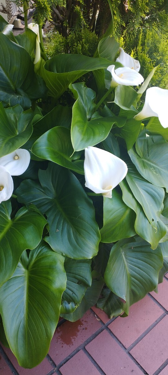 湿地性カラー　シンプル　簡単　白花