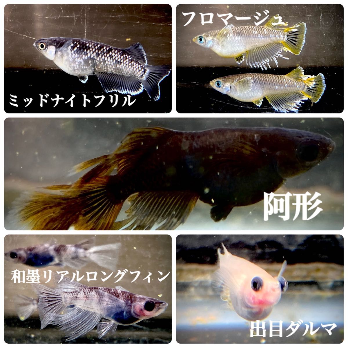 【極上】高級メダカの卵 ミックス 100個＋a