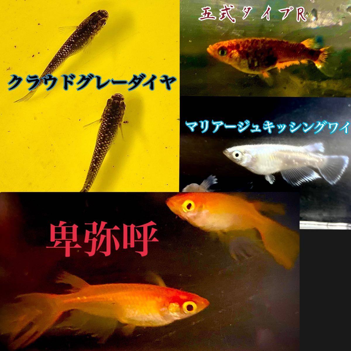 【極上】高級メダカの卵 ミックス 100個＋a