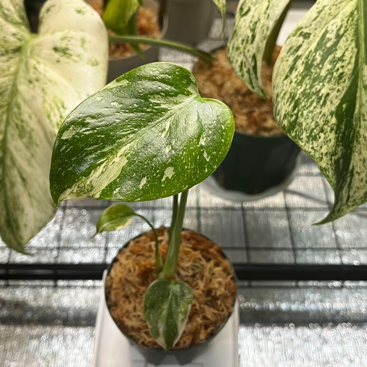 モンステラ デリシオーサ レガシー(Monstera deliciosa Variegata var.Legacy )美斑入り