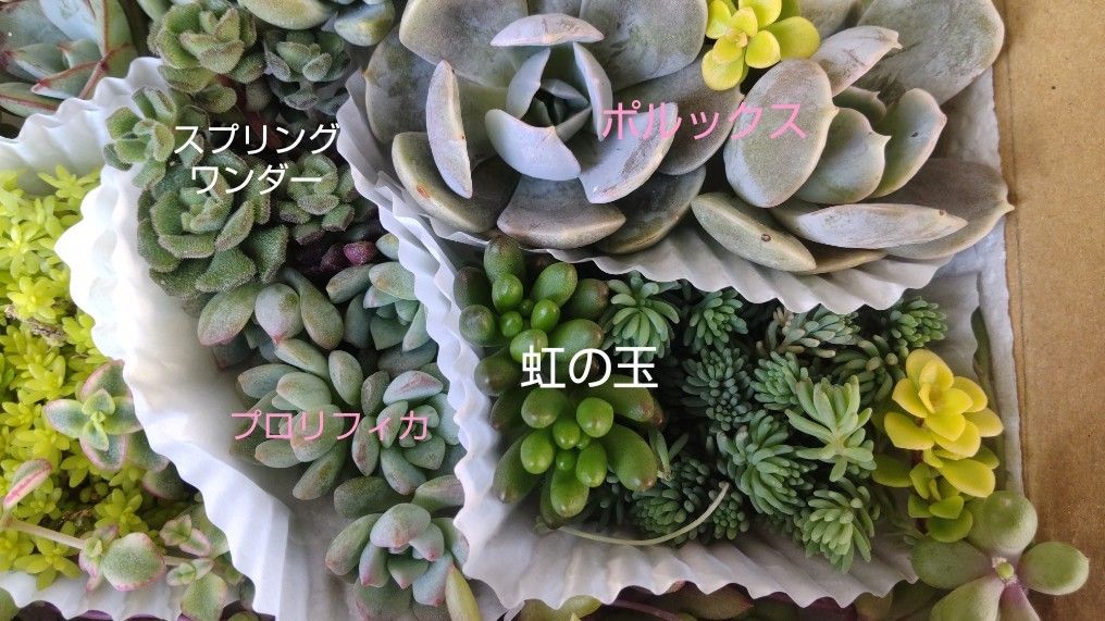 多肉植物 カット苗★寄せ植え★子持ち蓮華斑入り入り