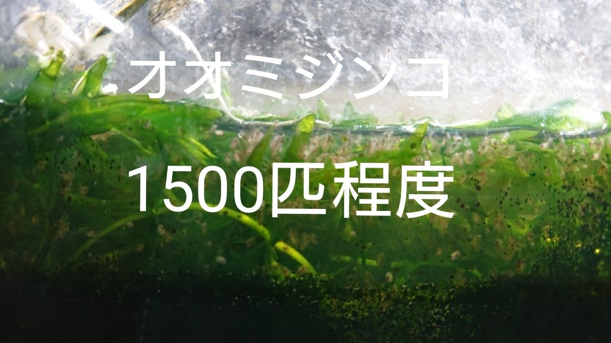 オオミジンコ1500匹程度 送料無料