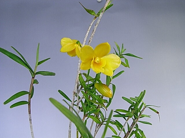 itb богатство и знатность орхидея * луговые и горные травы * длина сырой орхидея * Dendrobium moniliforme. [ бамбук лист Dendrobium moniliforme ]-2