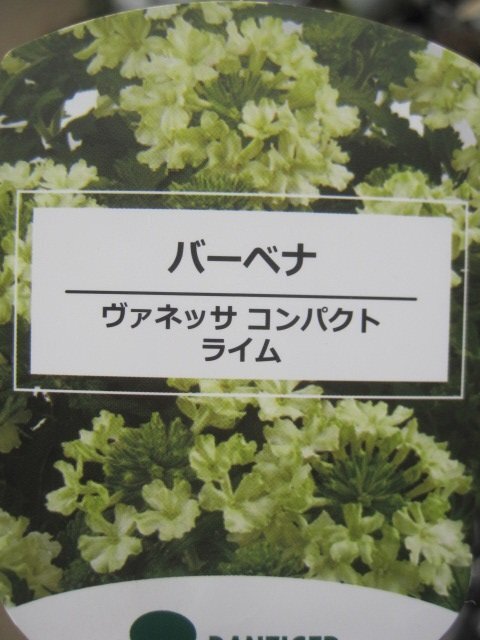 宿根バーベナ苗　『ヴァネッサ　コンパクト　ライム』　10.5センチポット　耐寒性宿根草_画像5