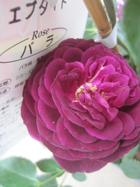  роза рассада [e свинья ido] rose ~ темный лиловый . чуть более . новый рассада 10.5 см глубокий pot FL