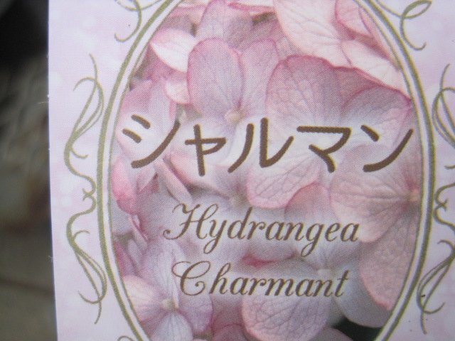 『ピコティシャルマン』 ピンクのアナベル 3号深ポット アジサイの苗木 紫陽花 の画像4