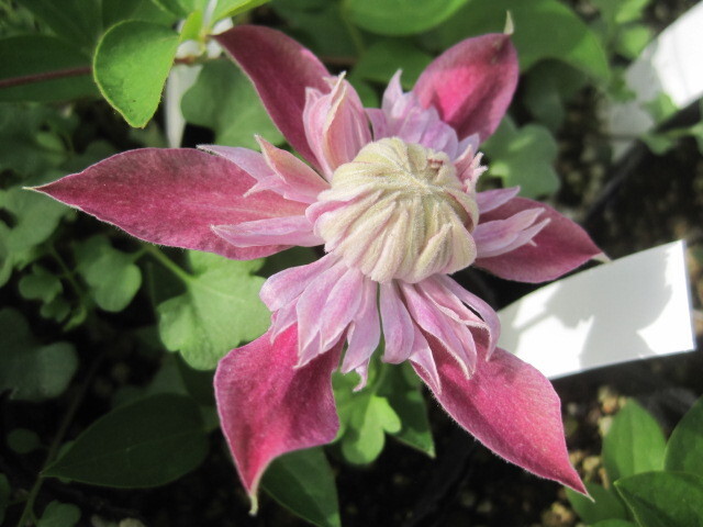 クレマチス苗 『ジョセフィーヌ』 ピンクの八重咲 ９cmポット の画像5