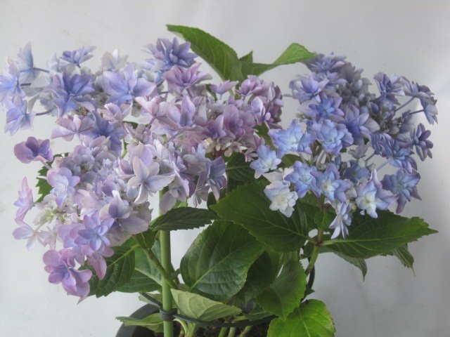 アジサイ開花株 ちいさめ 『空海』 青 5号鉢 紫陽花 5/4撮影 TDKの画像4