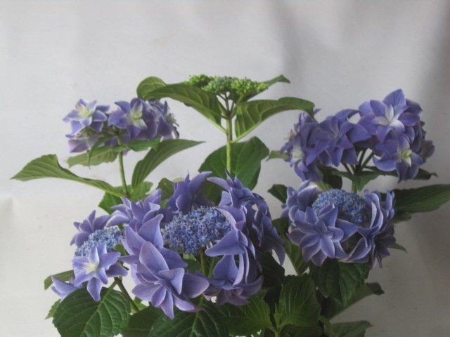  hydrangea blooming stock [..] blue 5 number pot purple . flower 5/11 photographing ss