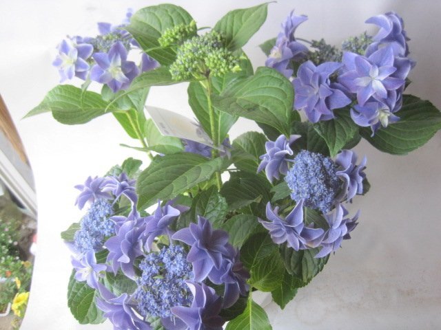  hydrangea blooming stock [..] blue 5 number pot purple . flower 5/11 photographing ss