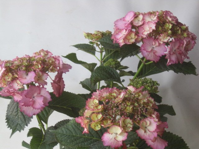  hydrangea blooming stock [.. attaching ] 5 number pot purple . flower 5/11 photographing 