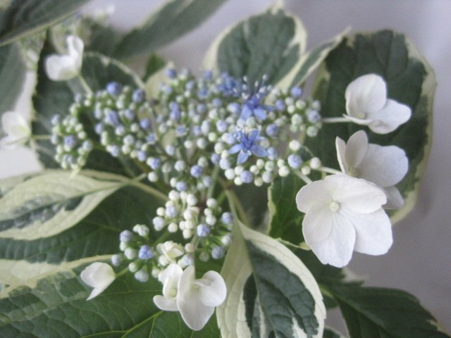  hydrangea blooming stock [. entering ] 5 number pot purple . flower 5/11 photographing 