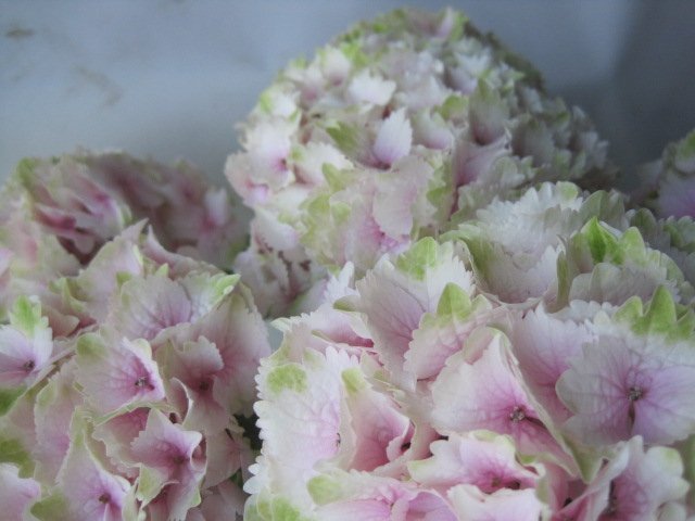  hydrangea blooming stock [ lemon Kiss ] 5 number pot purple . flower 5/4 photographing 