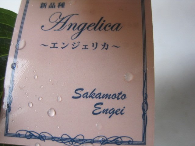 アジサイ開花株　『エンジェリカ』　5号鉢　紫陽花　5/11撮影_画像8