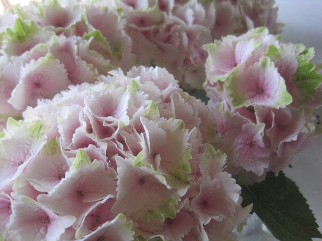  hydrangea blooming stock [ lemon Kiss ] 5 number pot purple . flower 5/4 photographing 