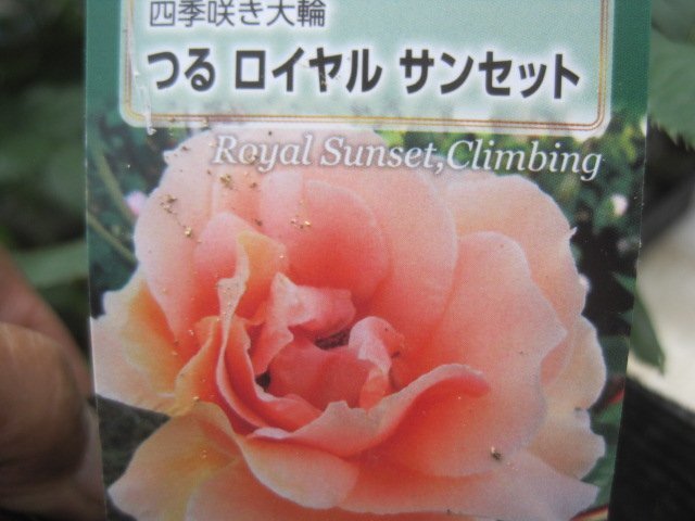 [.. Royal Sunset ] новый рассада CL 12. глубокий pot роза рассада climbing rose 