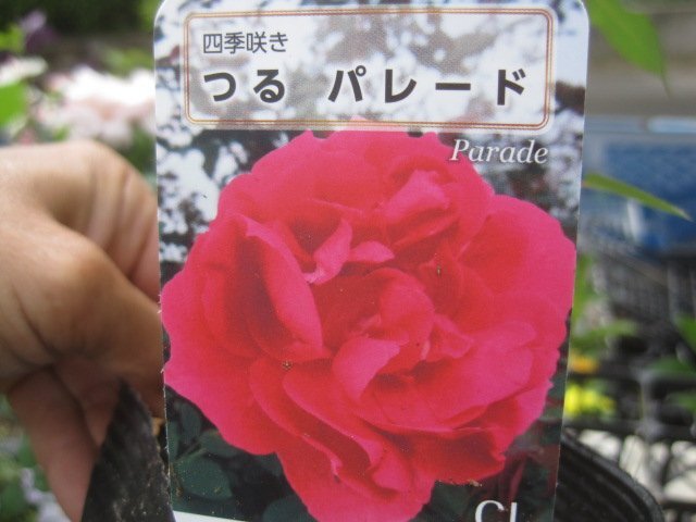 [..pare-do] новый рассада CL 12. глубокий pot роза рассада climbing rose 