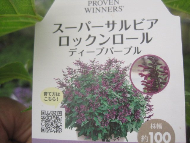 PW super sa ruby a seedling low kn roll [ deep purple ] 9. pot Oncoming generation. flower seedling 
