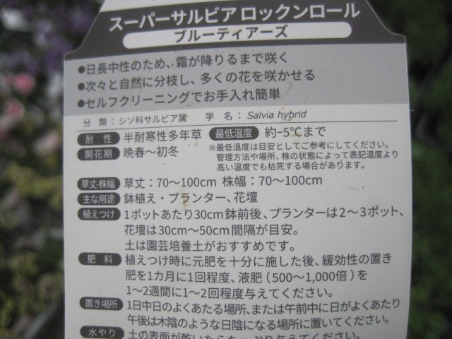 PWスーパーサルビア苗　ローックンロール　『ブルーティアーズ』　9㎝ポット　新世代の花苗　_画像6