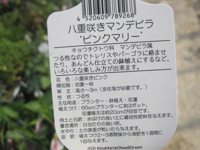 マンデビラ苗　『ピンクマリー』　9センチポット　大輪　八重咲き　晩秋までずっと咲き続ける　sk12_画像3