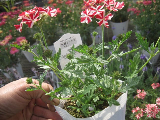 . root verbena seedling [ large wheel mi- tongue ] red ... pretty flower 10.5 centimeter pot enduring cold .. root .