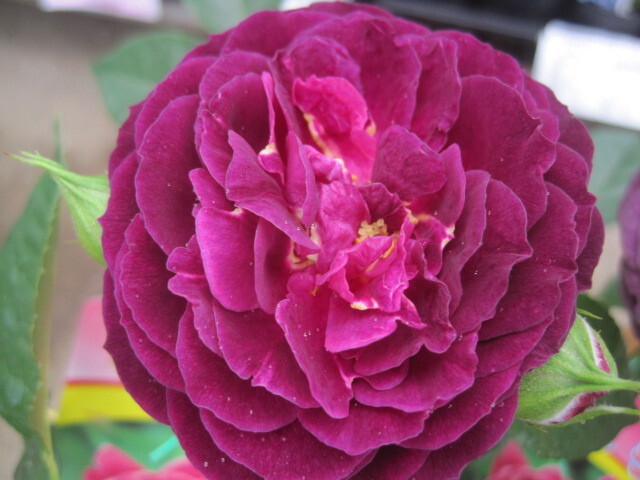  роза рассада [e свинья ido] rose ~ темный лиловый . чуть более . новый рассада 10.5 см глубокий pot FL