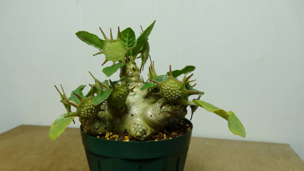 ドルステニア フォエチダ モンスター Dorstenia foetida 'monster' [S015]_画像2