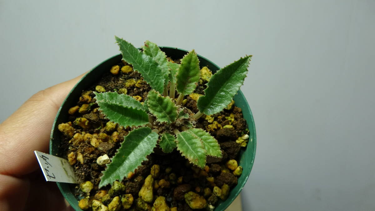  dollar stereo niafoechida..Dorstenia foetida [S019]