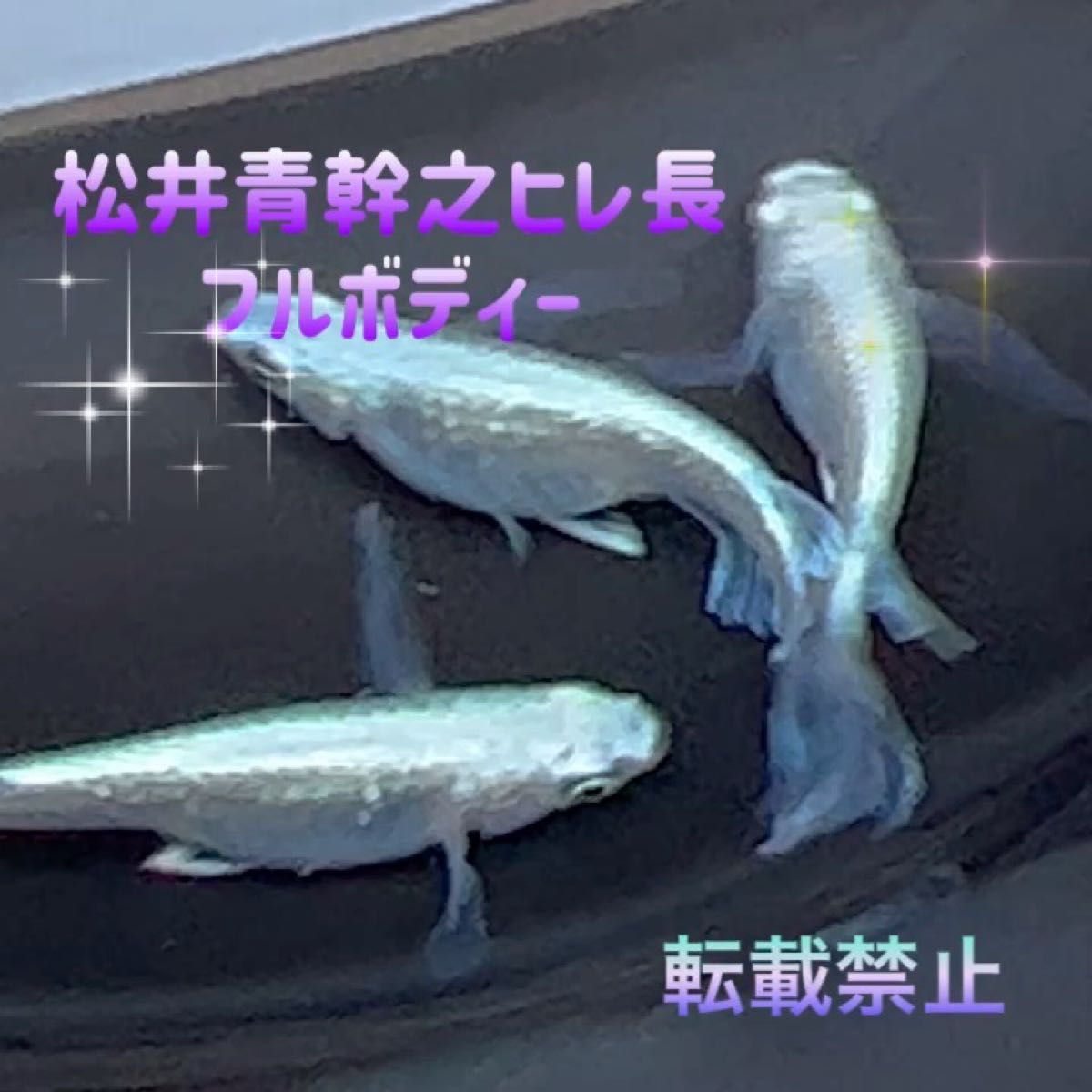 人気種！松井青幹之 ヒレ長 フルボディ 50個＋α ［種親は丸玄様から購入］ 