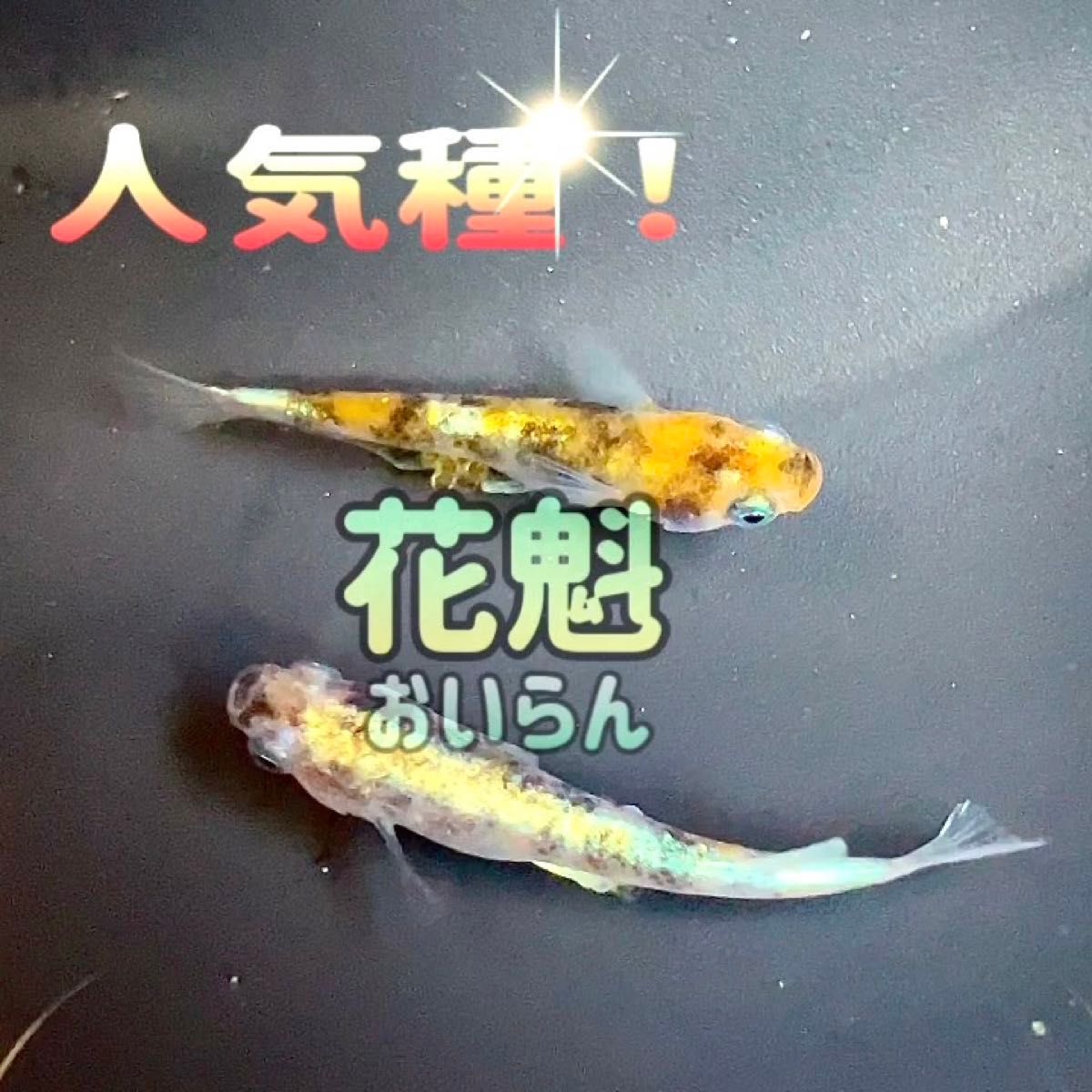 増量 花魁 50個＋α スワロー ラメ 体外光 光体型 3色 魚 エサ 卵 めだか