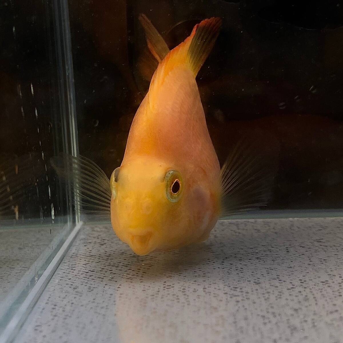 2匹　ブロードパロットイエロー　6cｍ＋ 2匹【26042】　不二熱帯魚_画像2