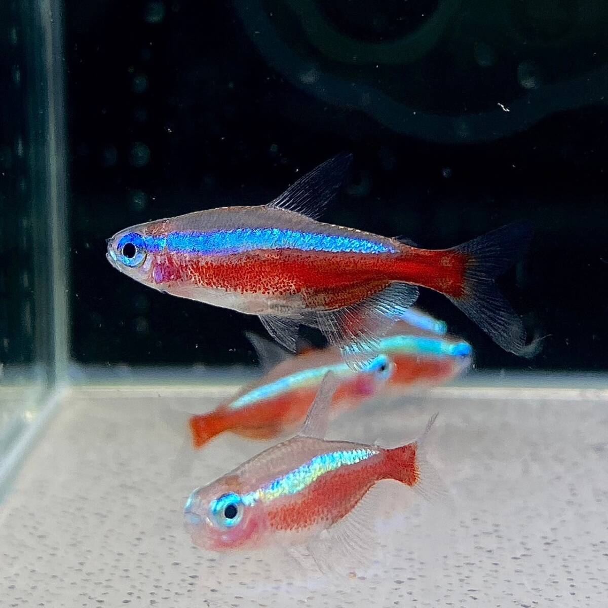 20匹　激安　カージナルテトラ　Mサイズ　2cm　20匹　【10078】不二熱帯魚_画像2