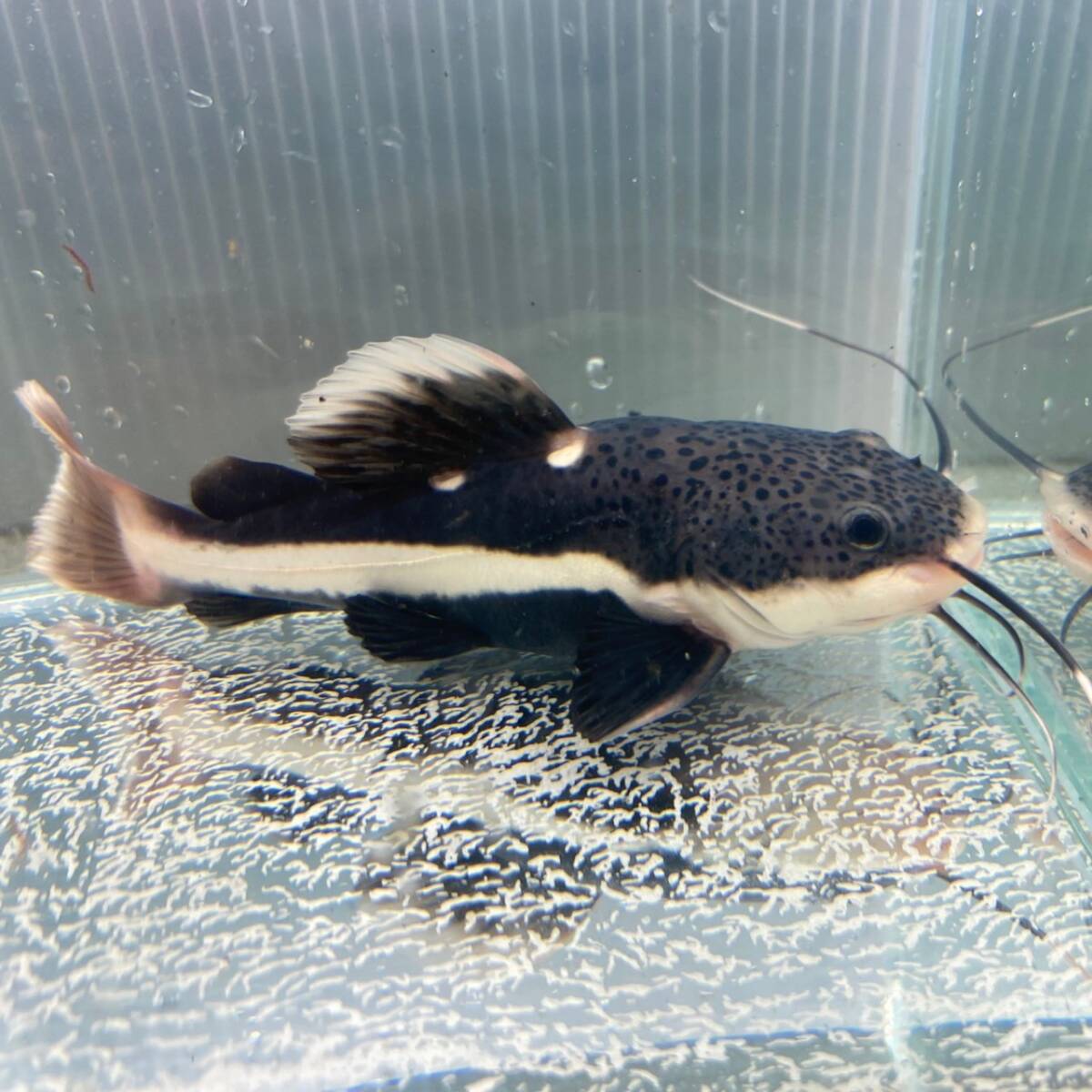 3匹　レッドテールキャット　3.5cm＋　3匹 [25022]　不二熱帯魚_画像1