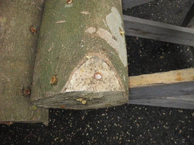 椎茸の成る木 榾木（ほだぎ） 極太サイズ 約50cm（長）直径20センチ前後 26年秋発生予定：送料ヤマト運輸　Fサイズ_画像4